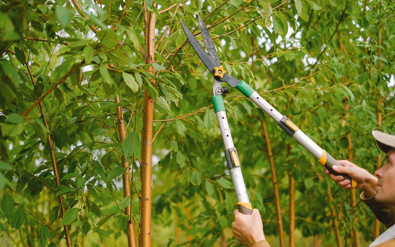 Tree trimming in Tuluksak, AK